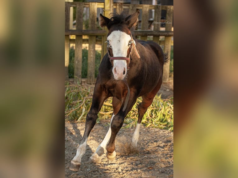 Quarter horse américain Étalon 1 Année 155 cm Bai brun in Almkerk