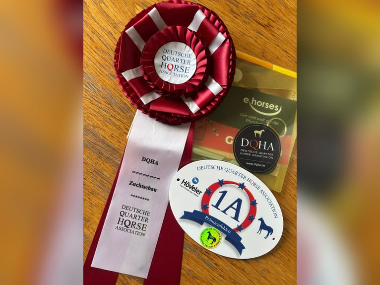 Quarter horse américain Étalon 1 Année 155 cm Bai brun in Hilsenheim