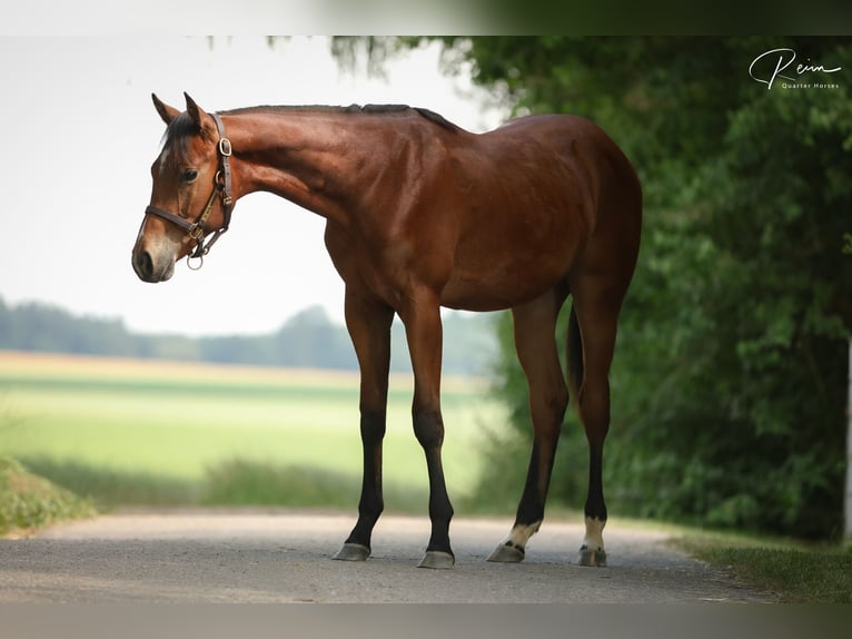 Quarter horse américain Étalon 1 Année 155 cm Bai in Anzing