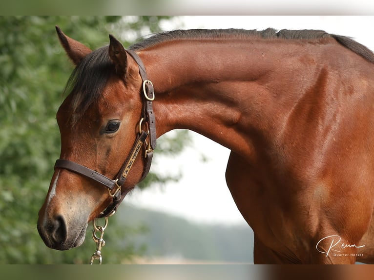 Quarter horse américain Étalon 1 Année 155 cm Bai in Anzing