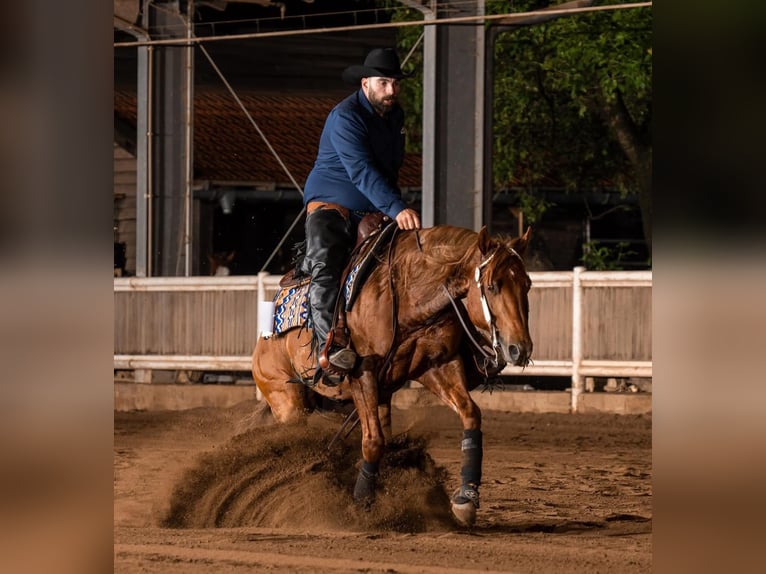 Quarter horse américain Étalon 1 Année 155 cm Bai in Wittlich