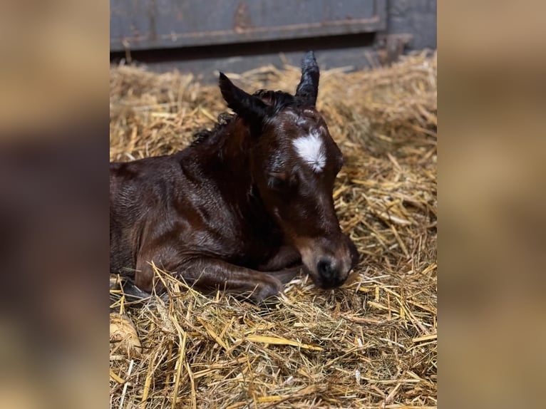 Quarter horse américain Étalon 1 Année 155 cm Bai in Wittlich