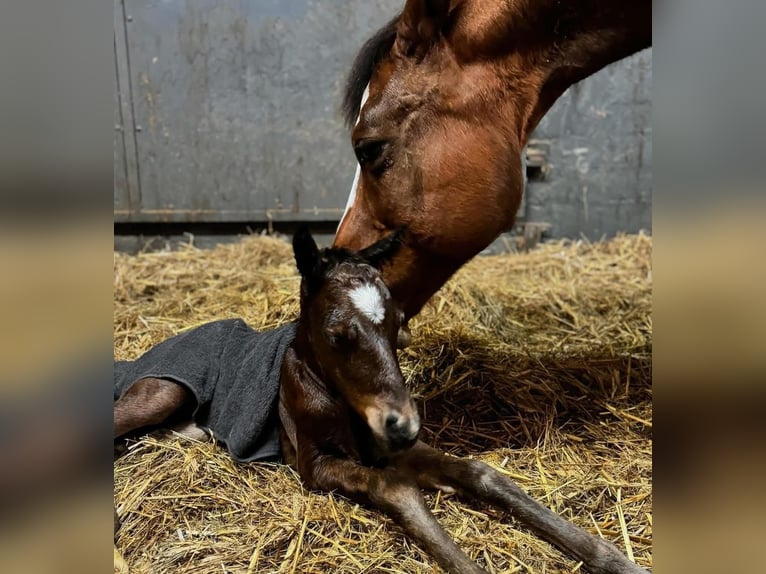 Quarter horse américain Étalon 1 Année 155 cm Bai in Wittlich