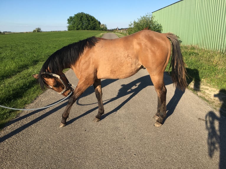 Quarter horse américain Étalon 1 Année 155 cm Bai in Petit-Réderching