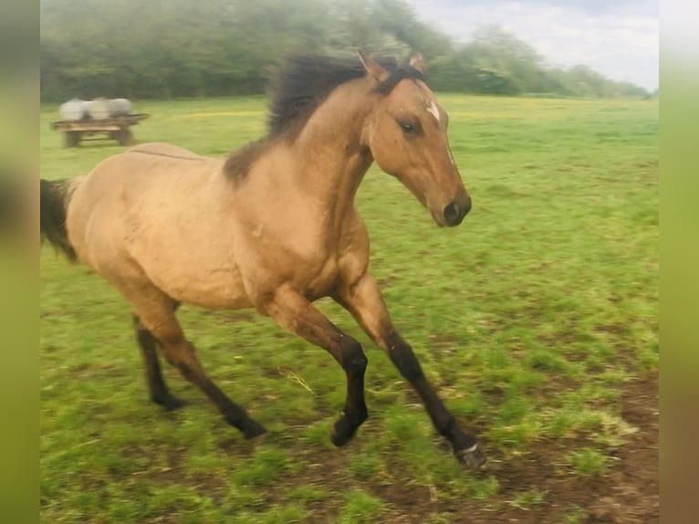 Quarter horse américain Étalon 1 Année 155 cm Bai in Petit-Réderching