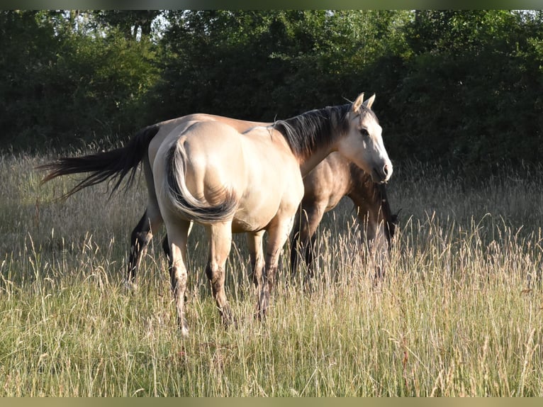 Quarter horse américain Étalon 1 Année 155 cm Dunalino in Chambon
