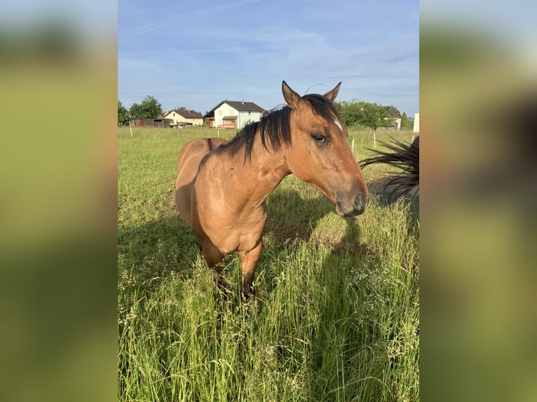 Quarter horse américain Étalon 1 Année 155 cm Gris (bai-dun) in Petit-R&#xE9;derching