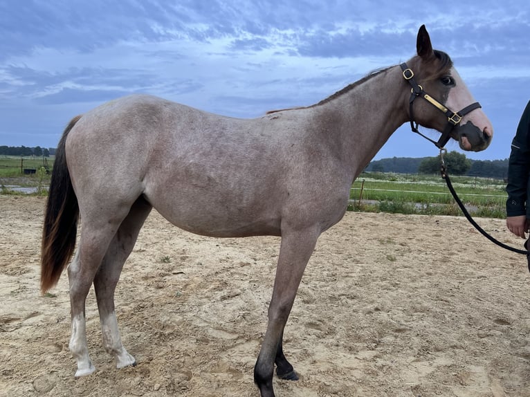 Quarter horse américain Croisé Étalon 1 Année 155 cm Overo-toutes couleurs in Gelbensande
