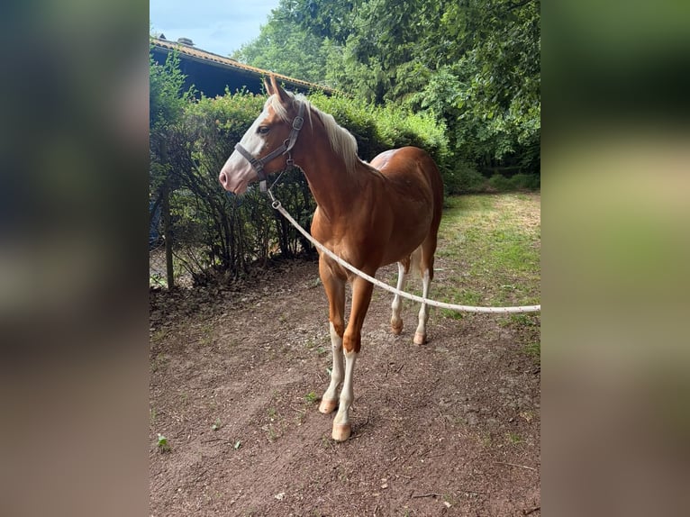 Quarter horse américain Étalon 1 Année 155 cm Palomino in Rheinau