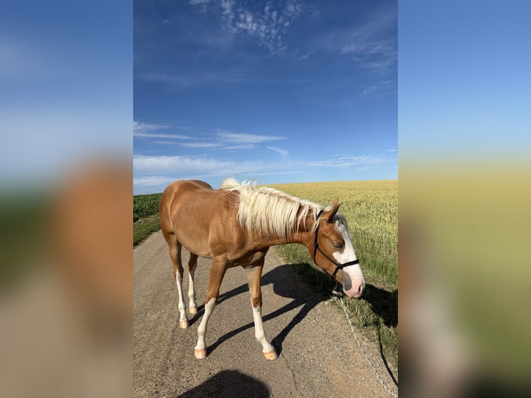 Quarter horse américain Étalon 1 Année 155 cm Palomino in Rheinau