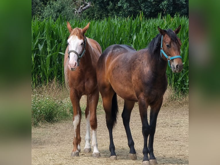 Quarter horse américain Étalon 1 Année 160 cm Alezan in Langenau