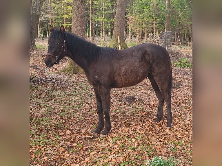 Quarter horse américain Étalon 1 Année 160 cm Bai in Kaufbeuren