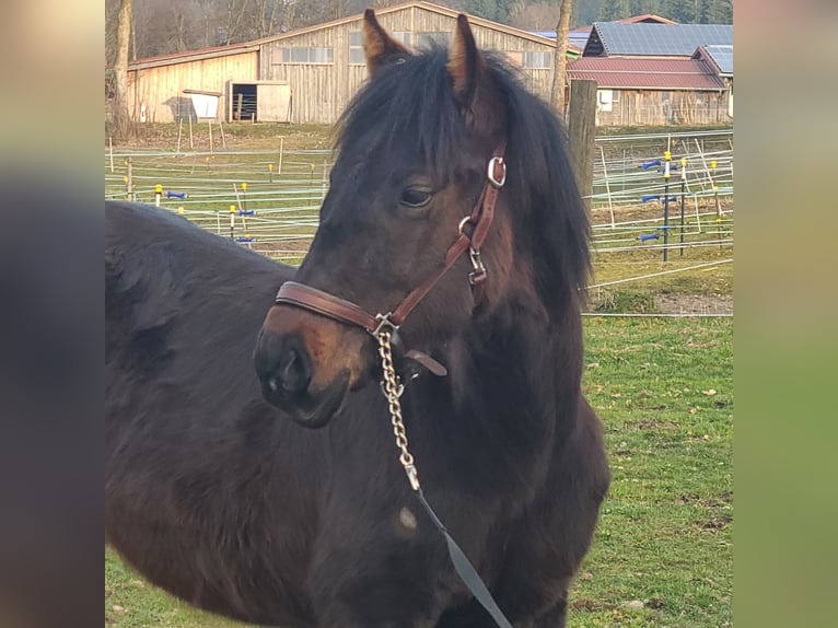 Quarter horse américain Étalon 1 Année 160 cm Bai in Kaufbeuren