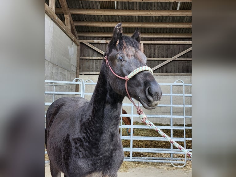 Quarter horse américain Étalon 1 Année 162 cm Noir in Echternacherbrück