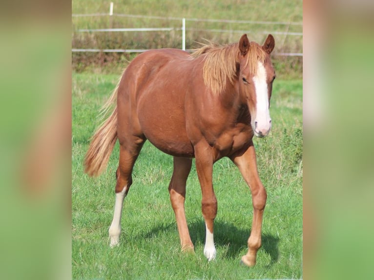 Quarter horse américain Étalon 1 Année Alezan brûlé in Laubach