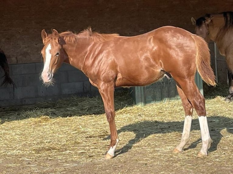 Quarter horse américain Étalon 1 Année Alezan brûlé in Deggenhausertal