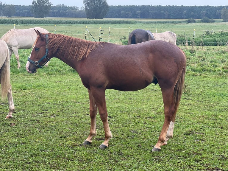 Quarter horse américain Étalon 1 Année Alezan brûlé in Ingolstadt