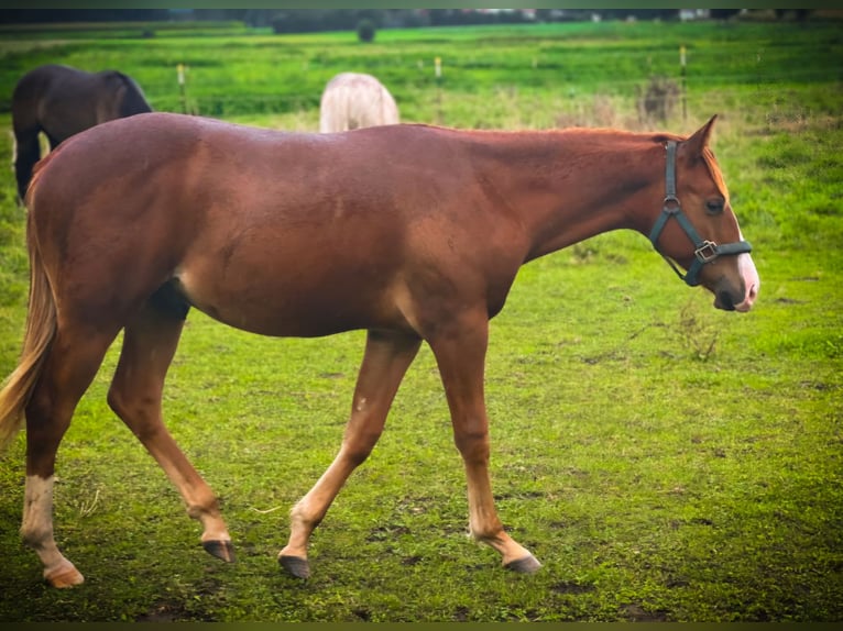 Quarter horse américain Étalon 1 Année Alezan brûlé in Ingolstadt