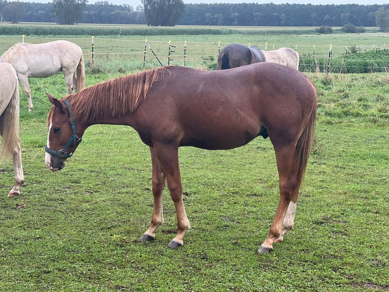 Quarter horse américain Étalon 1 Année Alezan brûlé in Ingolstadt