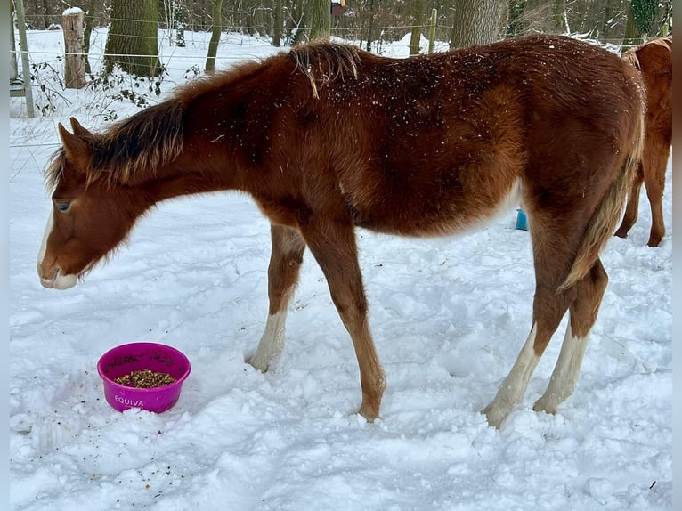 Quarter horse américain Étalon 1 Année Alezan brûlé in Wolfsburg