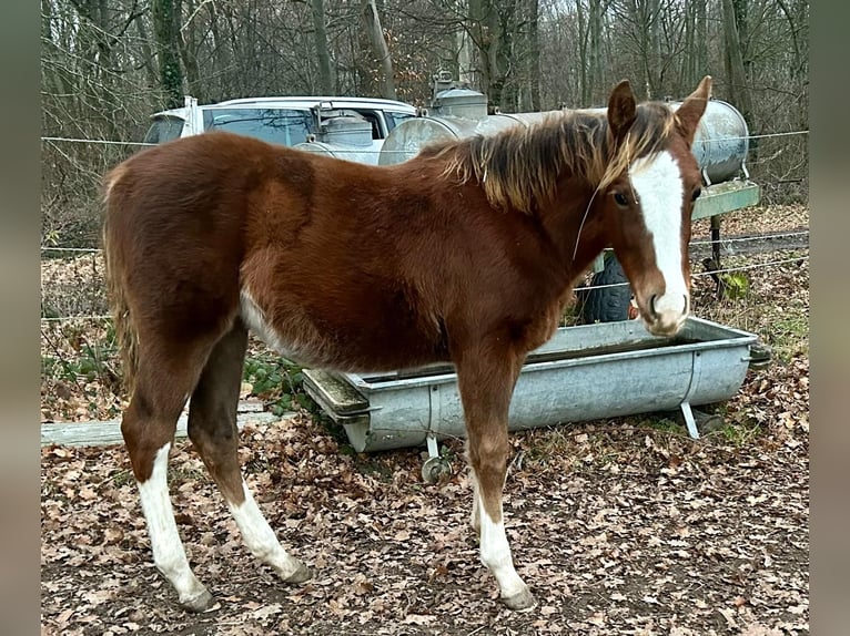 Quarter horse américain Étalon 1 Année Alezan brûlé in Wolfsburg