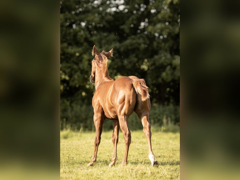 Quarter horse américain Étalon 1 Année Alezan brûlé in Neunkirchen