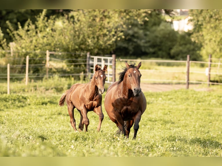 Quarter horse américain Étalon 1 Année Alezan brûlé in Neunkirchen