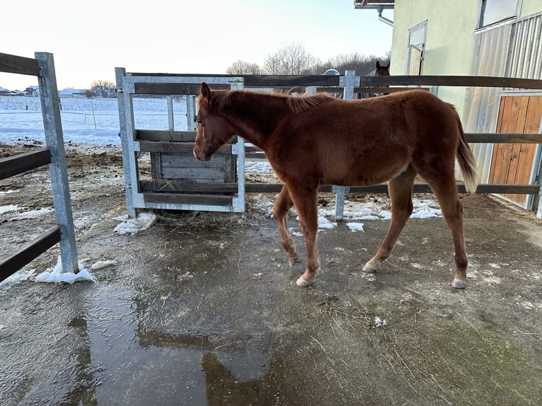 Quarter horse américain Étalon 1 Année Alezan brûlé in Dobova