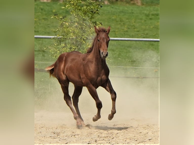 Quarter horse américain Étalon 1 Année Alezan brûlé in Biberach an der Riß