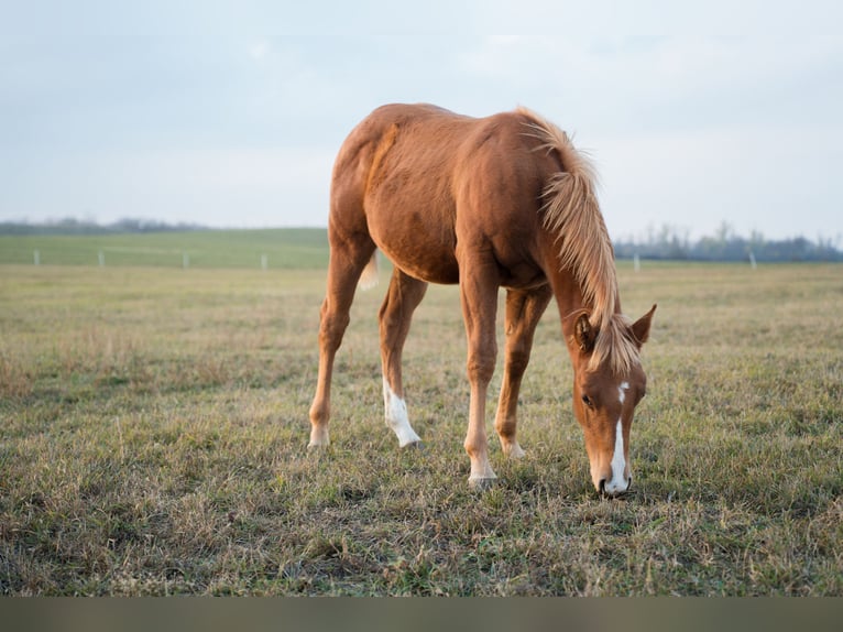 Quarter horse américain Étalon 1 Année Alezan cuivré in Iszkaszentgyörgy