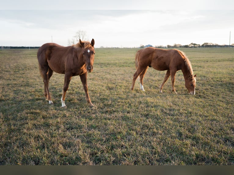 Quarter horse américain Étalon 1 Année Alezan cuivré in Iszkaszentgyörgy