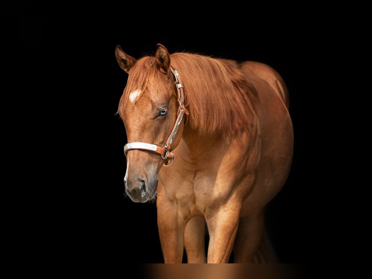 Quarter horse américain Étalon 1 Année Alezan dun in Heiligenbrunn