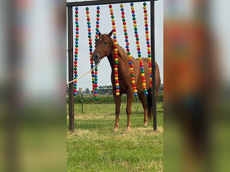 Quarter horse américain Étalon 1 Année Alezan dun in Kleve