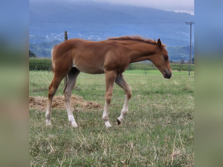 Quarter horse américain Étalon 1 Année Alezan in Steinen