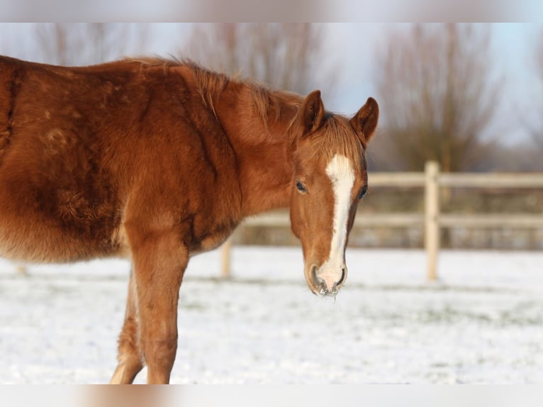 Quarter horse américain Étalon 1 Année Alezan in Nieuwrode