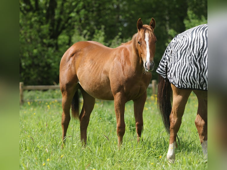 Quarter horse américain Étalon 1 Année Alezan in Nieuwrode