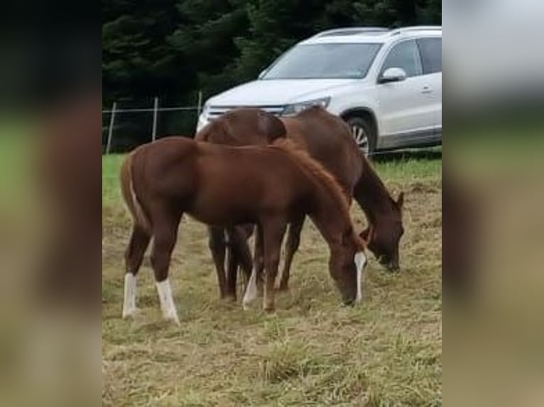 Quarter horse américain Étalon 1 Année Alezan in Balingen