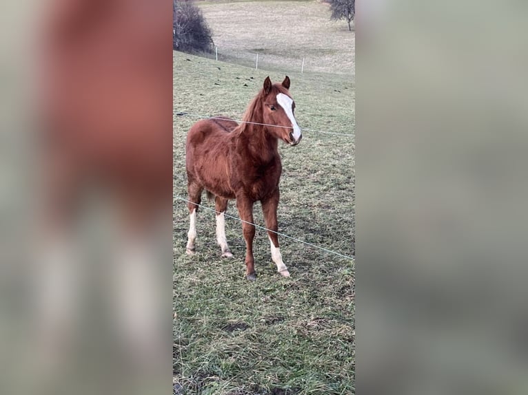 Quarter horse américain Étalon 1 Année Alezan in Balingen