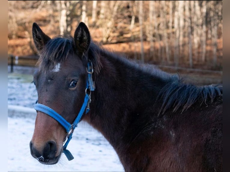Quarter horse américain Croisé Étalon 1 Année Bai brun in Wingst