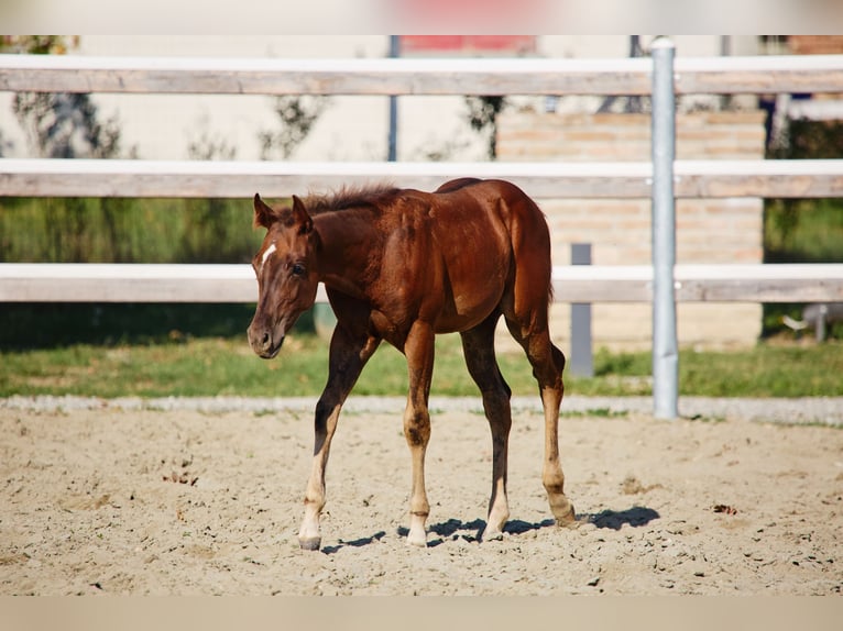 Quarter horse américain Étalon 1 Année Bai brun in München