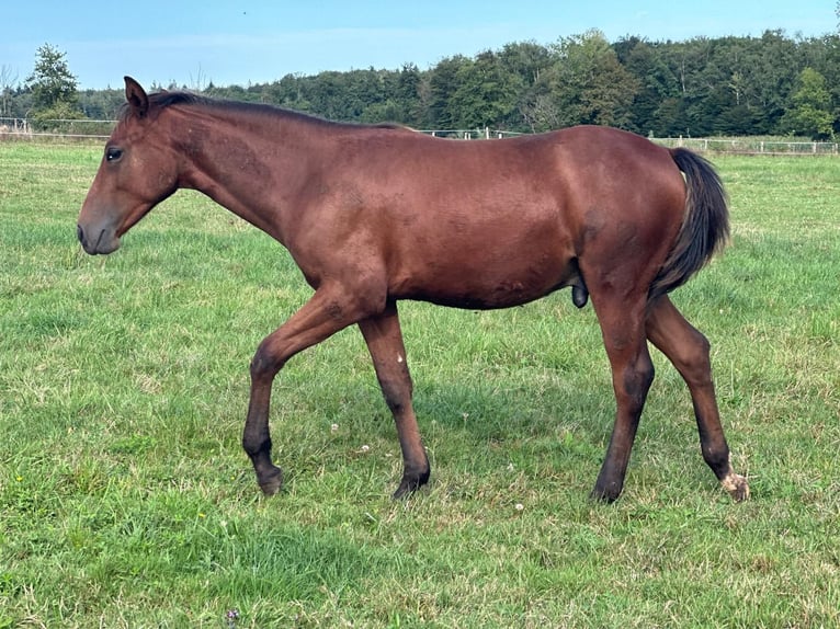 Quarter horse américain Étalon 1 Année Bai brun in Bois de Gand