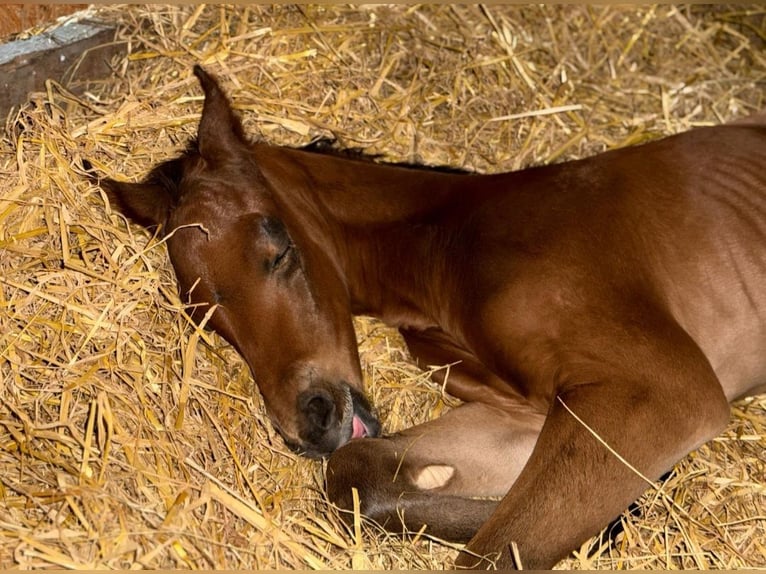Quarter horse américain Étalon 1 Année Bai in Marklohe
