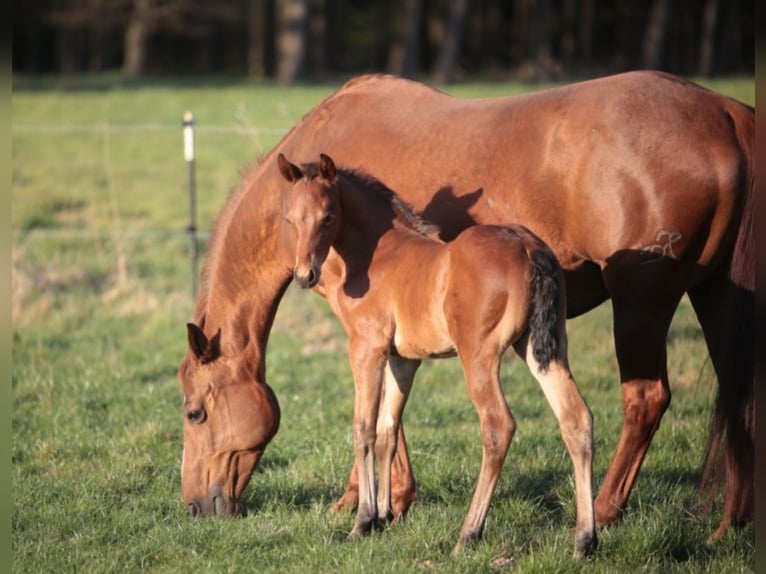 Quarter horse américain Étalon 1 Année Bai in Marklohe