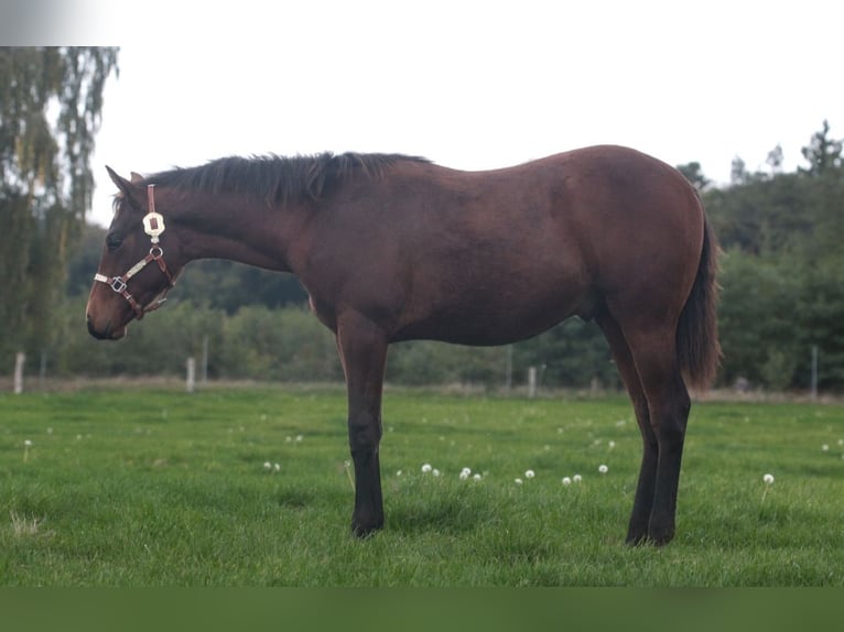 Quarter horse américain Étalon 1 Année Bai in Marklohe