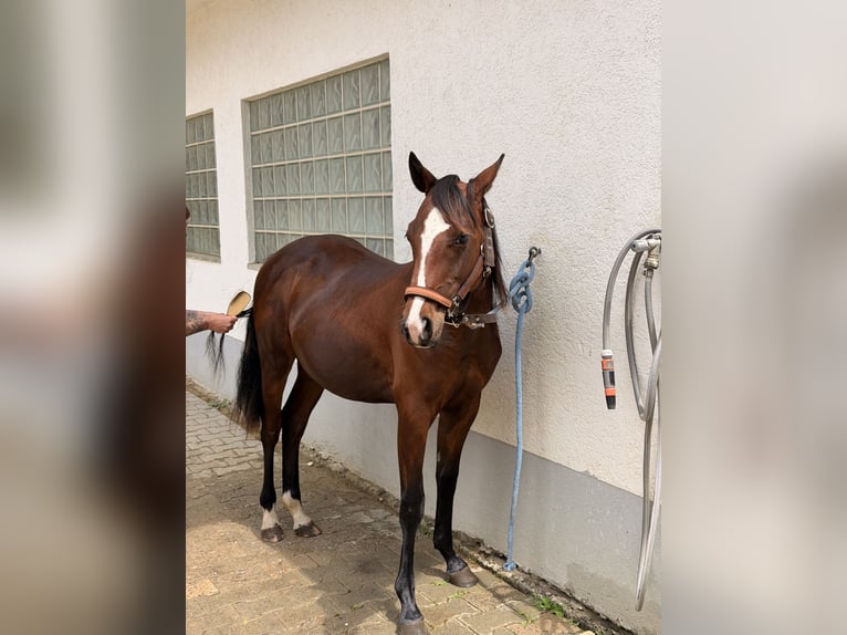 Quarter horse américain Étalon 1 Année Bai in Villingen-Schwenningen