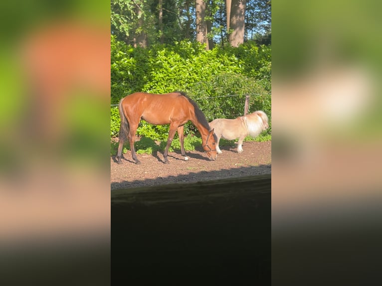 Quarter horse américain Étalon 1 Année Buckskin in Waasmunster