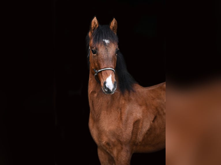 Quarter horse américain Étalon 1 Année Buckskin in Waasmunster