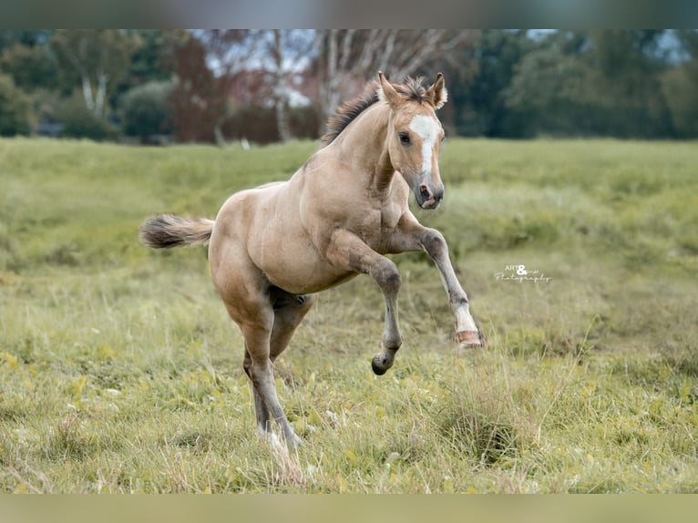 Quarter horse américain Étalon 1 Année Buckskin in Königsmoos