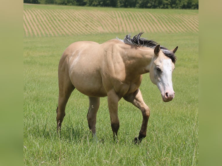 Quarter horse américain Étalon 1 Année Buckskin in Laubach