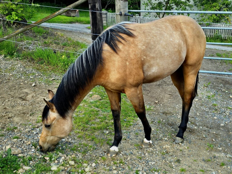Quarter horse américain Étalon 1 Année Buckskin in Fischbach bei Dahn